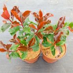  Červienka Fraserova (Photinia × fraseri) ‘MAGICAL VOLCANO’® - výška 20-30, kont. C2L
